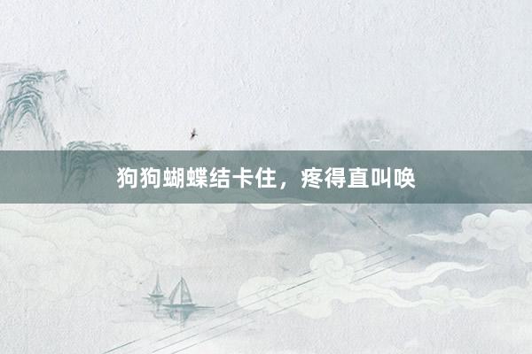 狗狗蝴蝶结卡住，疼得直叫唤